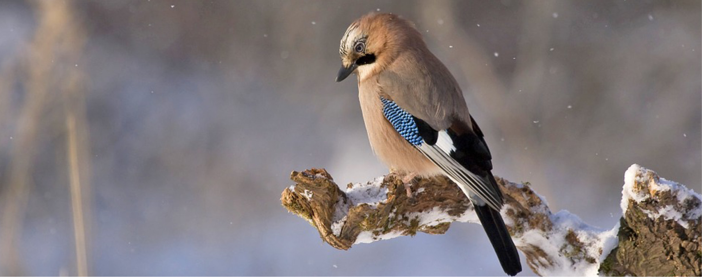 La berceuse de l'hiver