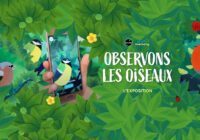 Exposition « Observons les oiseaux » | Médiathèque