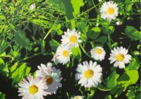 Exposition | François Le Gall | 22 avril au 23 mai | Galerie Pictura